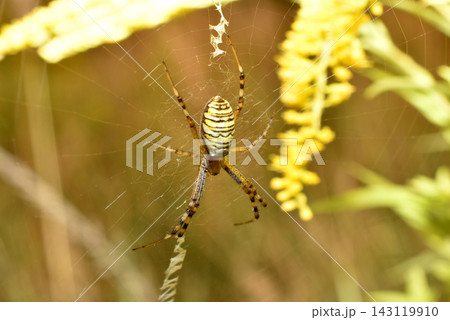 A wasp spider on its web. A wasp spider on its web. 143119910
