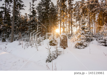 Snow covered forest road in Sumava National Park, Czech Republic, surrounded by snow-covered trees with sunlight shining through the branches during winter. Snow covered forest road in Sumava National Park, Czech Republic, surrounded by snow-covered trees with sunlight shining through the branches during winter. 143119961
