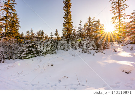 Snow covered forest road in Sumava National Park, Czech Republic, surrounded by snow-covered trees with sunlight shining through the branches during winter. Snow covered forest road in Sumava National Park, Czech Republic, surrounded by snow-covered trees with sunlight shining through the branches during winter. 143119971