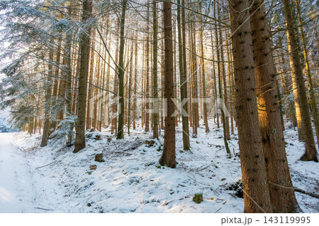 Snow covered forest road in Sumava National Park, Czech Republic, surrounded by snow-covered trees with sunlight shining through the branches during winter. 143119995
