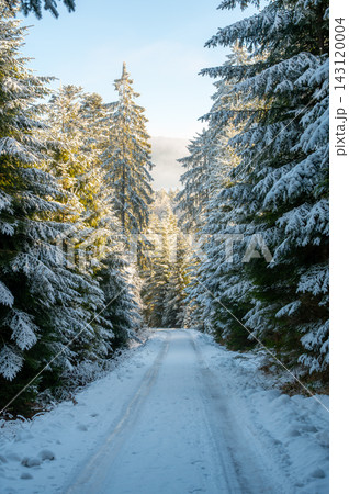Snow covered forest road in Sumava National Park, Czech Republic, surrounded by snow-covered trees with sunlight shining through the branches during winter. Snow covered forest road in Sumava National Park, Czech Republic, surrounded by snow-covered trees with sunlight shining through the branches during winter. 143120004