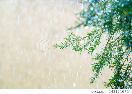 Green tree branches under heavy tropical rain. Close-up of wet leaves with falling rain droplets and blurred bokeh background. Refreshing natural scene during a summer storm or monsoon season. 143121676