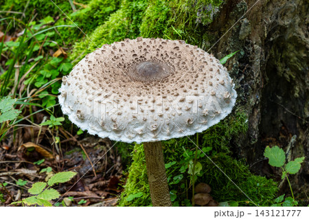Parasol mushroom growing in green forest moss 143121777
