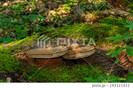 Tinder fungus growing on mossy deadwood in Bialowieza Forest 143121831
