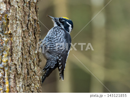 Three toed woodpecker perching on a pine tree in Bialowieza Forest Three toed woodpecker perching on a pine tree in Bialowieza Forest 143121855