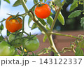 菜園で実るミニトマトのグラデーション 143122337