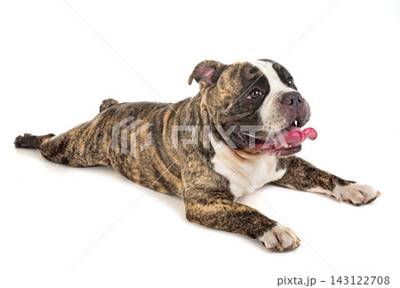 male american bully male american bully 143122708