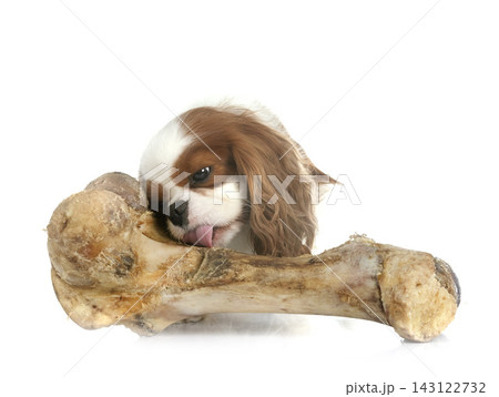 cavalier king charles 143122732