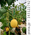 Ripe cantaloupe melon growing in greenhouse cultivation 143122742