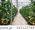 Melons growing in modern greenhouse agriculture system 143122744