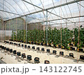 Cantaloupe melons growing in hydroponic greenhouse farming system 143122745