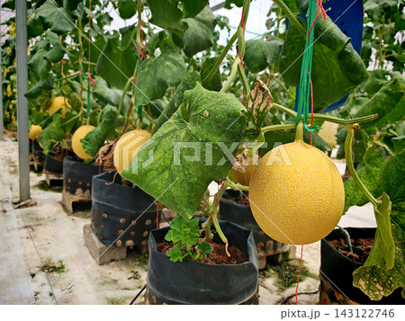 Melons growing in modern greenhouse agriculture system Melons growing in modern greenhouse agriculture system 143122746