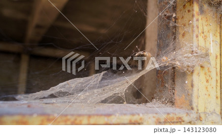 A dense sheet of dusty spider web covers the lower edge of a weathered opening in an abandoned concrete building. The image represents prolonged neglect, natural occupation, and the visible A dense sheet of dusty spider web covers the lower edge of a weathered opening in an abandoned concrete building. The image represents prolonged neglect, natural occupation, and the visible 143123080