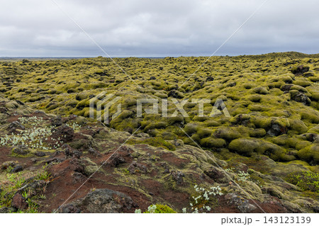 Eldhraun moss-covered lava field beneath cloudy sky in South Iceland with rocky foreground 143123139