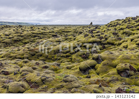 Moss covered Eldhraun lava field beneath overcast sky in South Iceland 143123142
