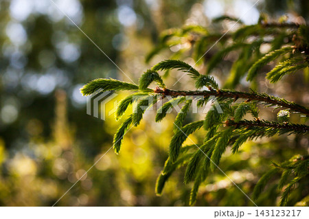 Fresh green young branches of spruce as a background Fresh green young branches of spruce as a background 143123217