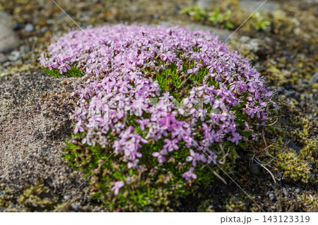 Pink moss campion (Silene acaulis) cushion blooming on rocky Icelandic ground 143123319