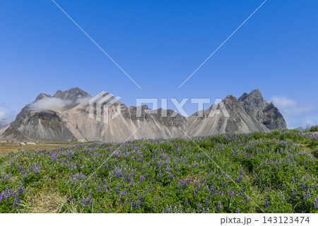 Purple Lupines Below Vestrahorn Mountain and Blue Sky at Stokksnes, Iceland Purple Lupines Below Vestrahorn Mountain and Blue Sky at Stokksnes, Iceland 143123474