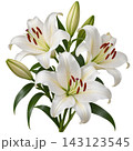 Lilly 143123545