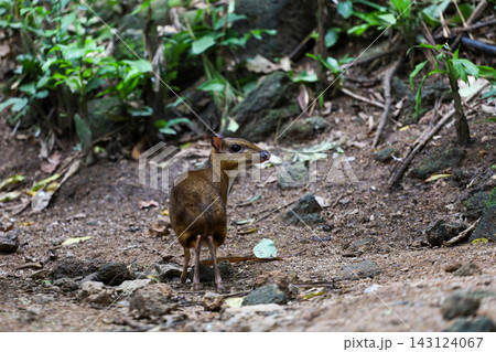 Alert Lesser Mouse Deer Looking Back on Tropical Forest Floor, Tiny Chevrotain in Natural Habitat 143124067