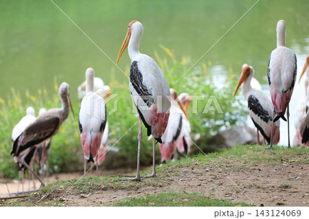 Painted Stork Standing by Lake with Flock of Wading Birds in Green Natural Habitat 143124069