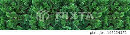 Bright green pine tree branches with sharp needles offering a vibrant evergreen view 143124372