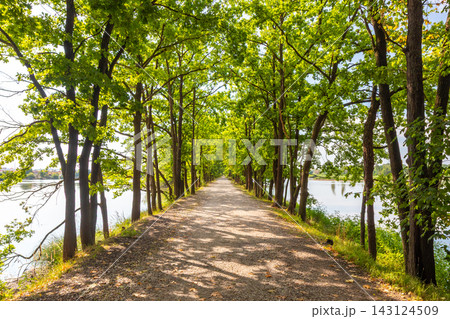 Path and lush green tree alley located on a dam between two ponds in Vrbenske ponds nature reserve, Ceske Budejovice, Czech Republic. Path and lush green tree alley located on a dam between two ponds in Vrbenske ponds nature reserve, Ceske Budejovice, Czech Republic. 143124509
