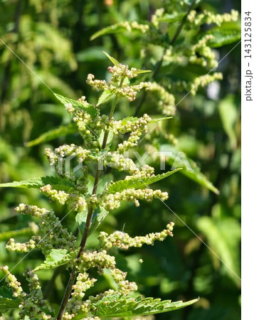 Flowering Stinging Nettle with Green Inflorescences Flowering Stinging Nettle with Green Inflorescences 143125834