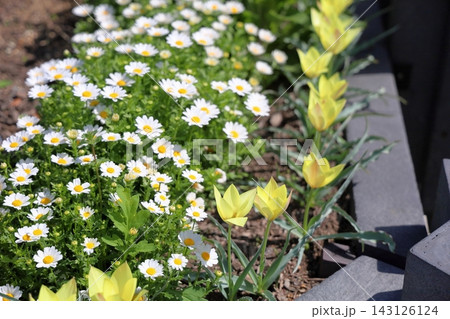爽やか 原種チューリップの花 爽やか 原種チューリップの花 143126124