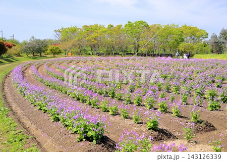 爽やか　ムラサキハナナの花畑 143126339