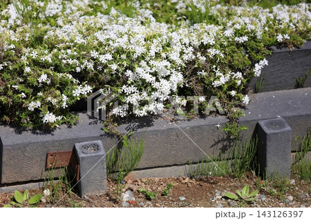 爽やか 群生 シバザクラの花 爽やか 群生 シバザクラの花 143126397