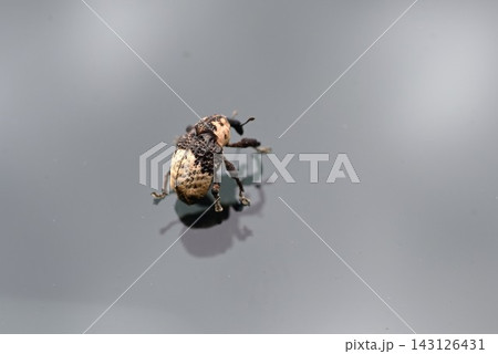 オジロアシナガゾウムシ・パンダゾウムシ・葛を食草とする昆虫 オジロアシナガゾウムシ・パンダゾウムシ・葛を食草とする昆虫 143126431