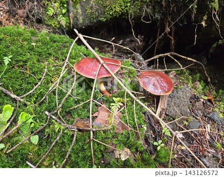 富士山で撮影した苔むす森のキノコ「ハナイグチ」 富士山で撮影した苔むす森のキノコ「ハナイグチ」 143126572