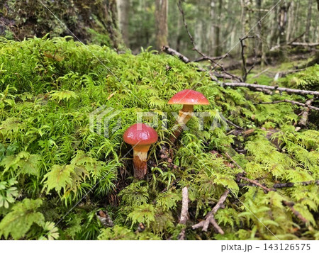 富士山の緑の苔に寄り添うように生える赤いキノコ「ハナイグチ」 143126575