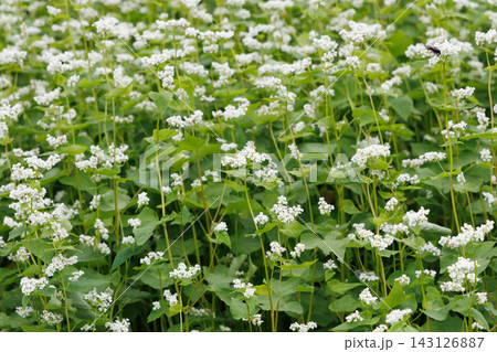 白い花の蕎麦畑 143126887