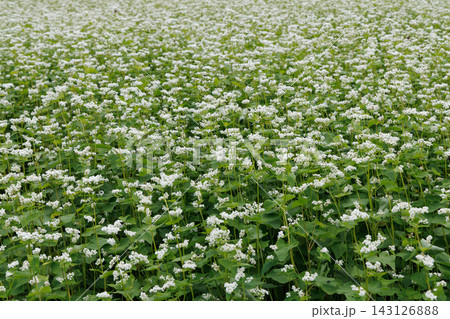 白い花の蕎麦畑 白い花の蕎麦畑 143126888
