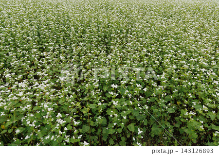 白い花の蕎麦畑 白い花の蕎麦畑 143126893
