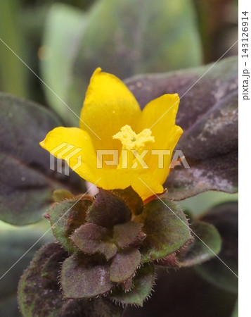 銅葉と黄色い花が特徴のリシマキア・ミッドナイトサンの花 143126914