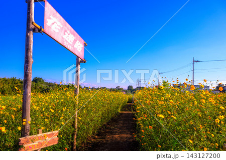 花迷路 143127200