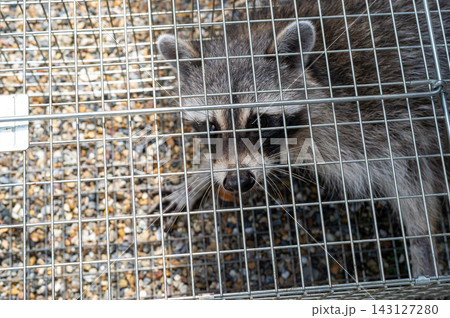 箱罠で捕獲されたアライグマ 箱罠で捕獲されたアライグマ 143127280