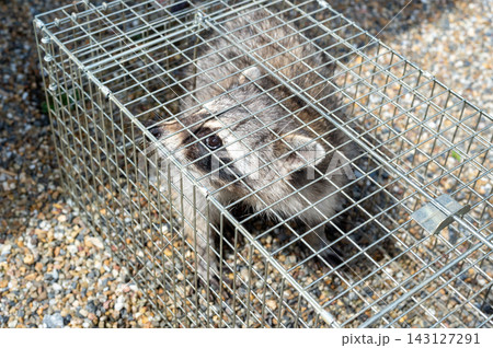 箱罠で捕獲されたアライグマ 箱罠で捕獲されたアライグマ 143127291