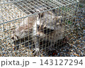 箱罠で捕獲されたアライグマ 143127294