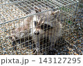 箱罠で捕獲されたアライグマ 143127295