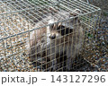 箱罠で捕獲されたアライグマ 143127296