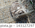 人間のような手を持つ箱罠で捕獲されたアライグマ 143127297