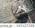人間のような手を持つ箱罠で捕獲されたアライグマ 143127298