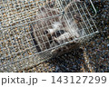 人間のような手を持つ箱罠で捕獲されたアライグマ 143127299