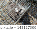 人間のような手を持つ箱罠で捕獲されたアライグマ 143127300