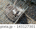 人間のような手を持つ箱罠で捕獲されたアライグマ 143127301