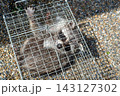人間のような手を持つ箱罠で捕獲されたアライグマ 143127302